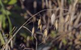 Avena sativa. Верхушка плодоносящего побега. Республика Удмуртия, Каракулинский р-н, Ныргындинское сельское поселение, дер. Зуевы Ключи, край убранного поля. 08.10.2021.
