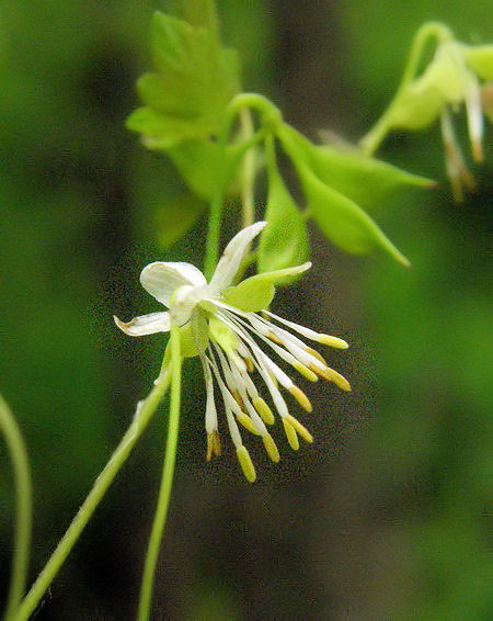 Image of Thalictrum sparsiflorum specimen.