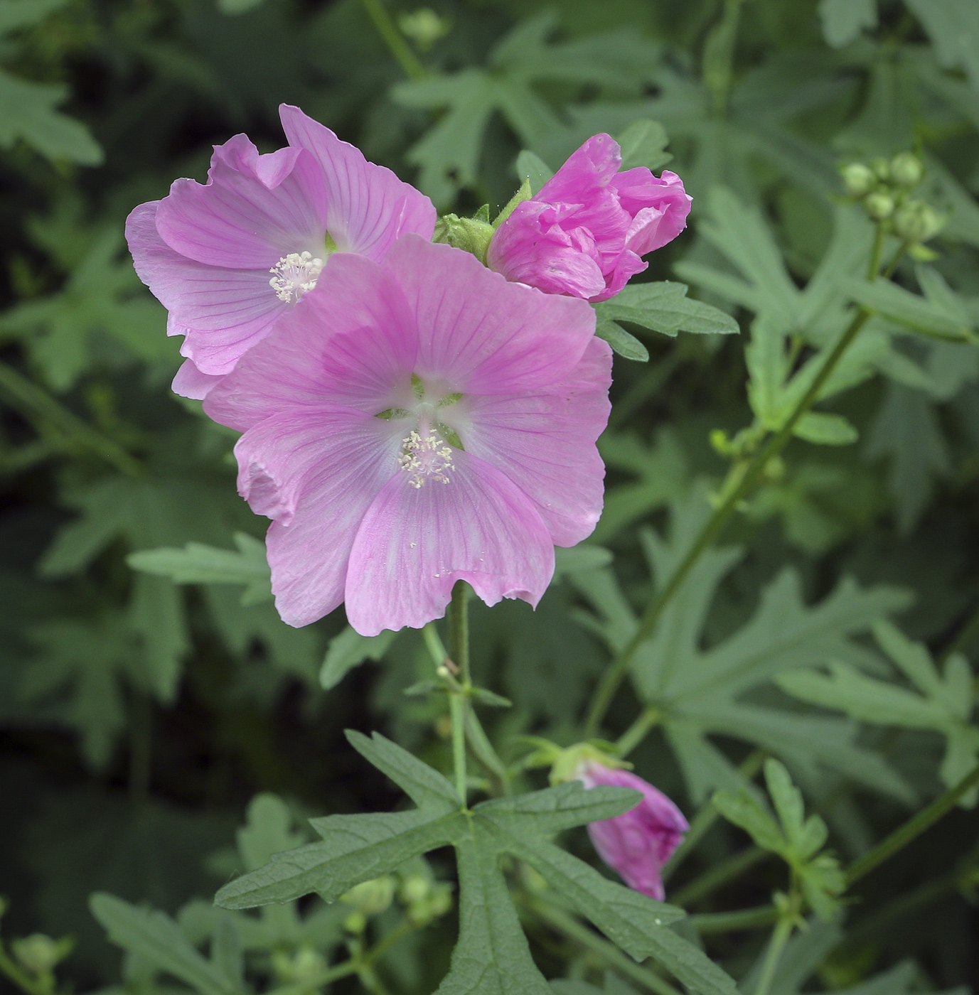 Image of Malva moschata specimen.