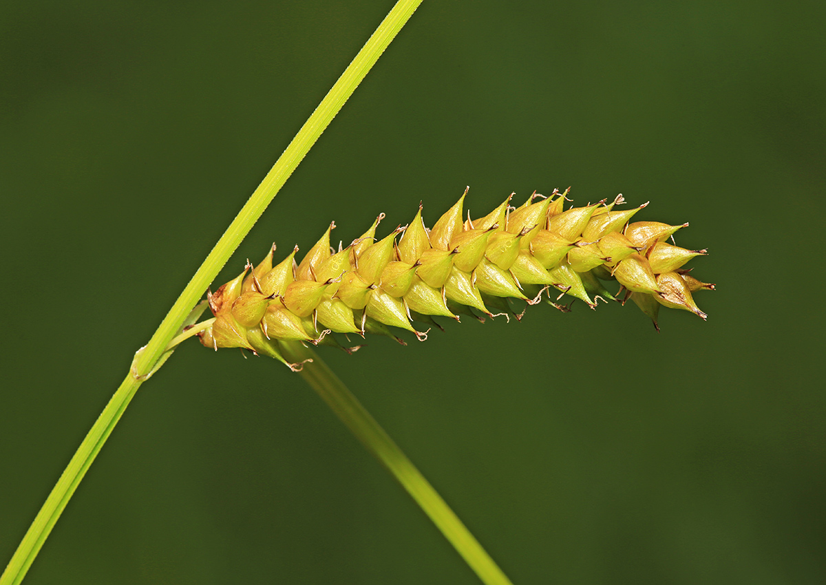 Изображение особи Carex vesicata.