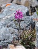 Pedicularis anthemifolia