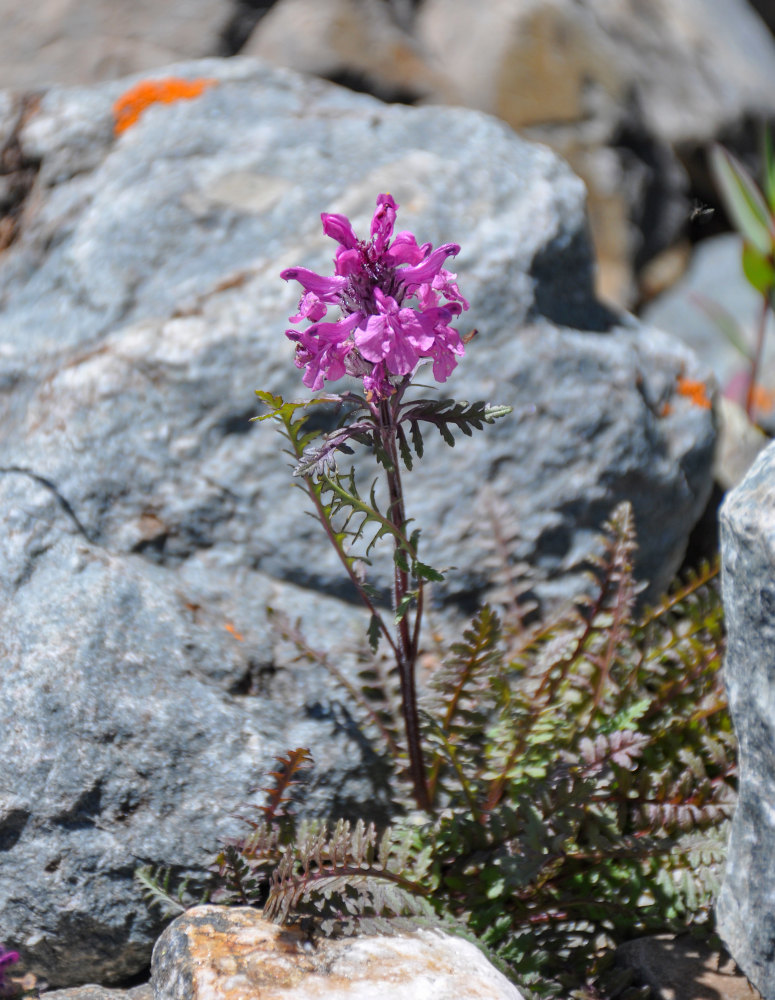 Изображение особи Pedicularis anthemifolia.