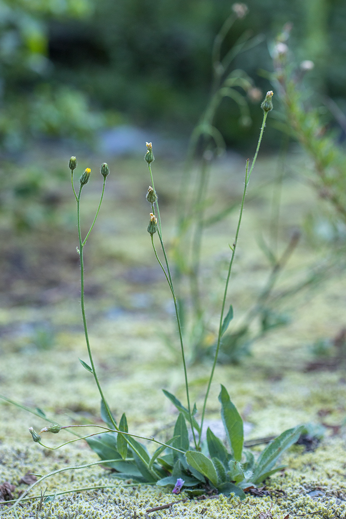 Изображение особи род Hieracium.