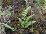 Woodsia alpina