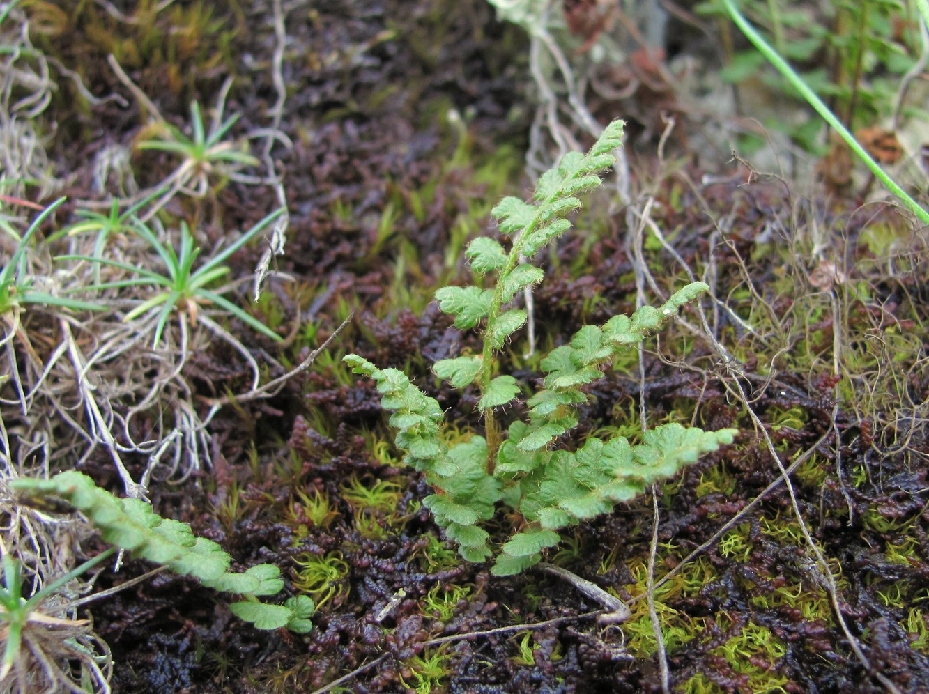 Image of Woodsia alpina specimen.