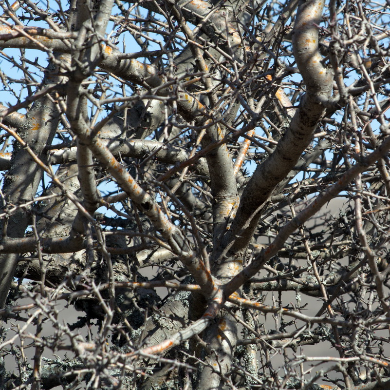 Image of genus Crataegus specimen.