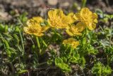 genus Ranunculus. Верхушки цветущих растений. Краснодарский край, Кавказский биосферный заповедник, окр. пер. Аишха, субальпийский луг, на месте недавно сошедшего снежника. 20.07.2021.