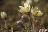 Pulsatilla orientali-sibirica