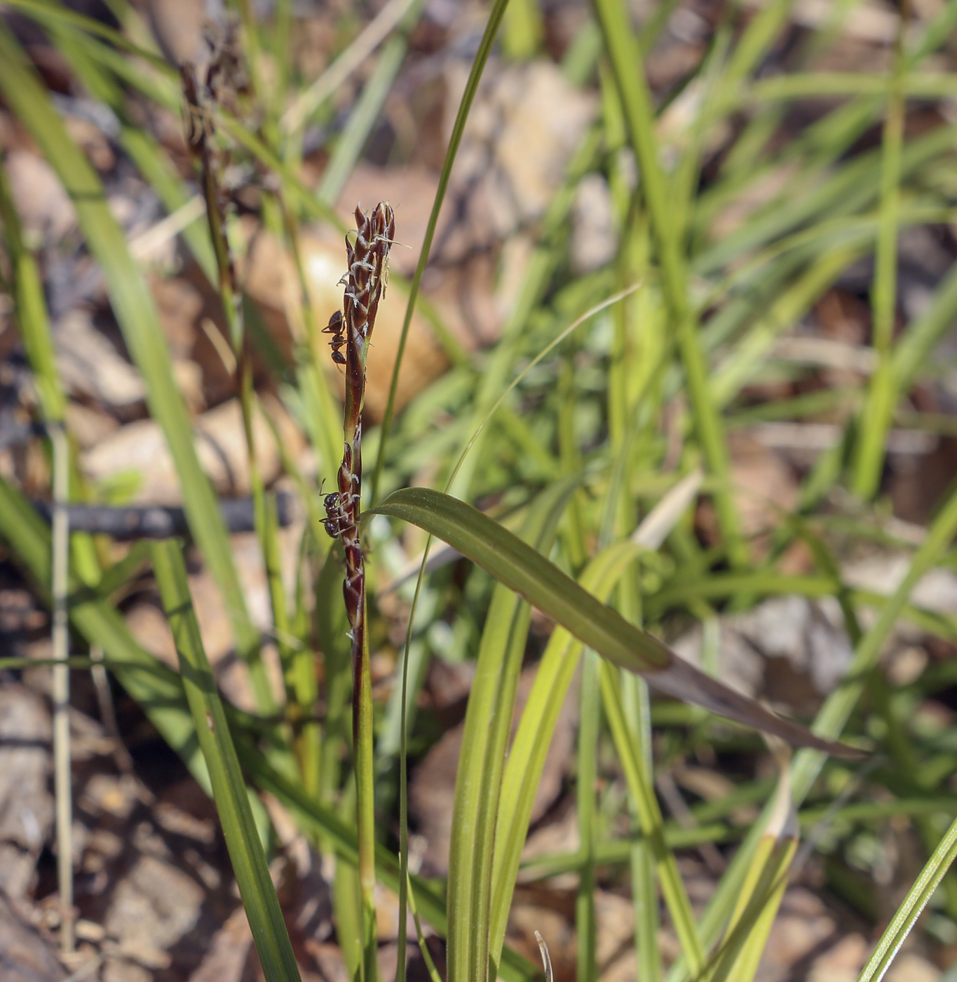 Изображение особи Carex digitata.