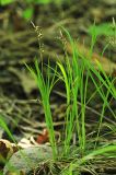 Carex lanceolata. Плодоносящее растение. Приморский край, Октябрьский р-н, окр. с. Заречное, гора Сенькина Шапка, в дубовом лесу на западном склоне. 17.05.2022.