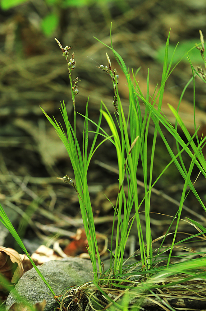 Image of Carex lanceolata specimen.