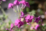 Phlox stolonifera. Цветки. Томская обл., г. Томск, Академгородок, в культуре. 25.05.2022.