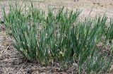 Iris biglumis
