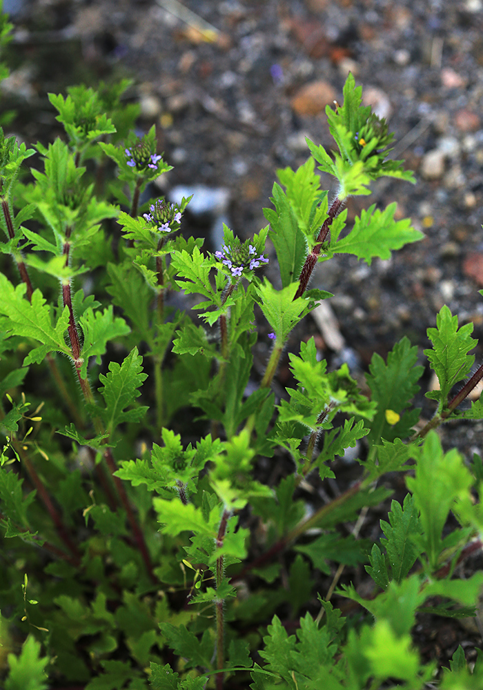 Изображение особи Verbena bracteosa.