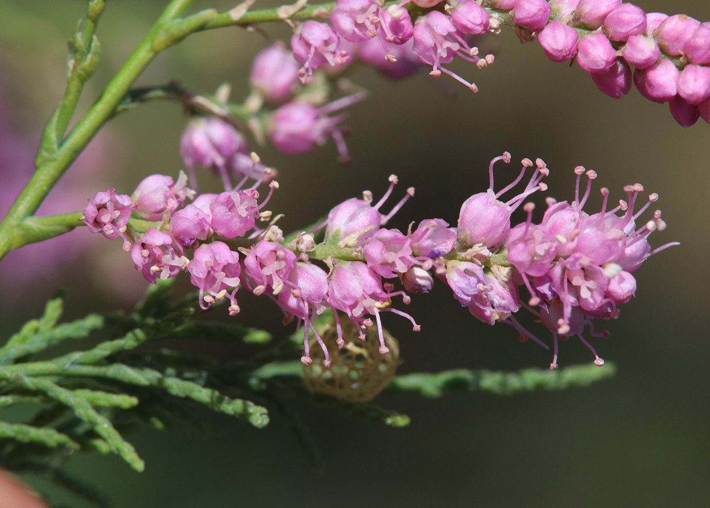 Image of Tamarix ramosissima specimen.