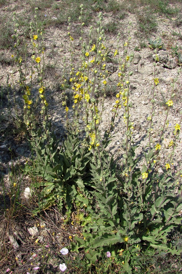 Изображение особи Verbascum undulatum.