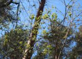 Acer platanoides. Ветви с соцветиями. Тверская обл., Весьегонский р-н, сосновый бор. 21 мая 2022 г.