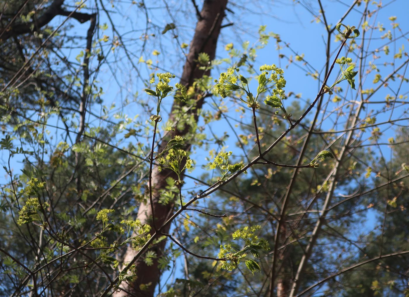 Image of Acer platanoides specimen.