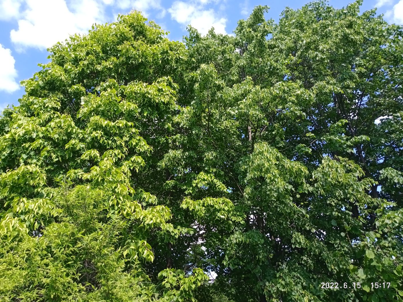 Изображение особи Tilia platyphyllos.