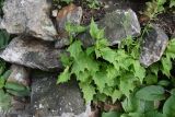 genus Bryonia. Вегетирующее растение. Республика Ингушетия, Джейрахский р-н, заброшенное селение Эгикхал, рядом с каменной стеной. 22 июня 2022 г.