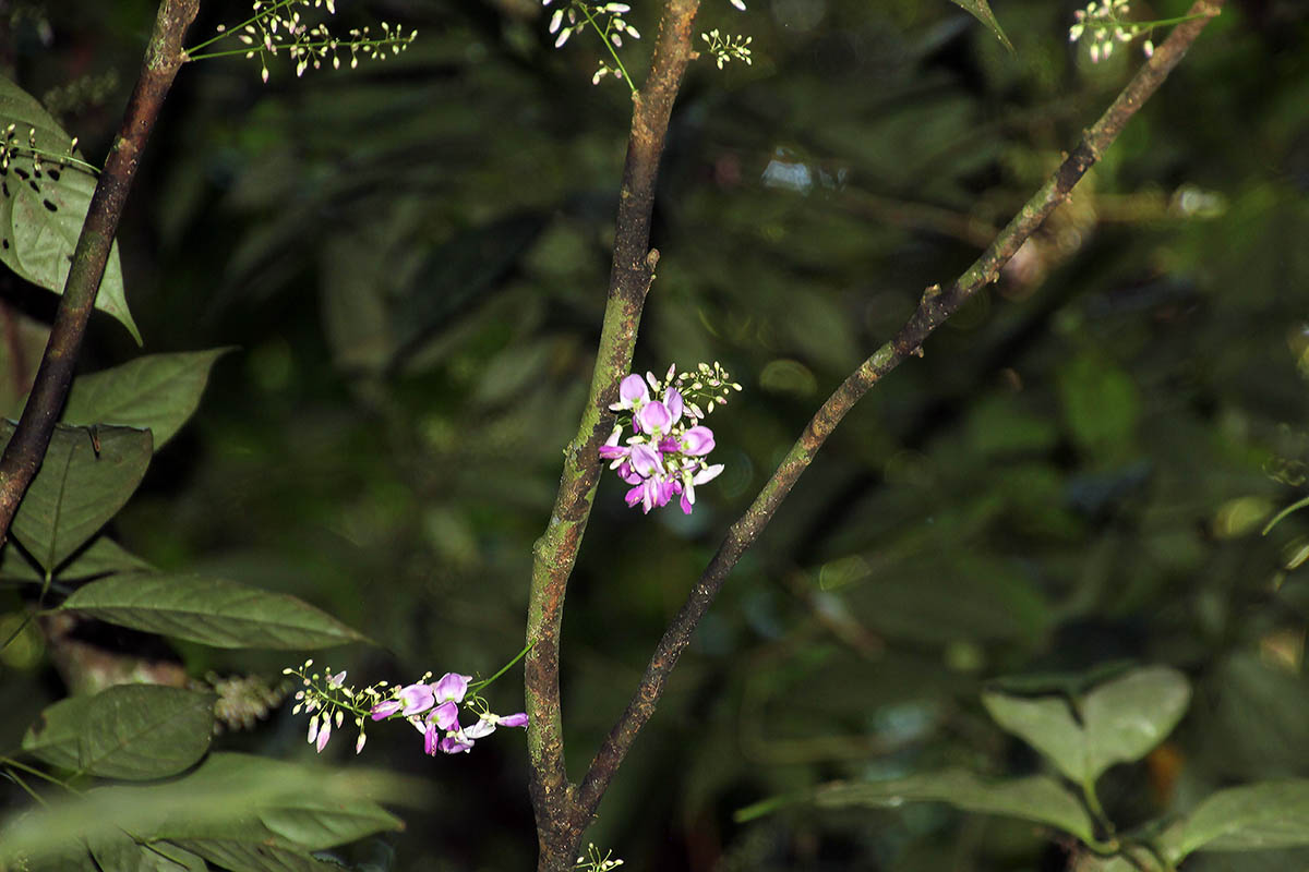 Изображение особи семейство Fabaceae.