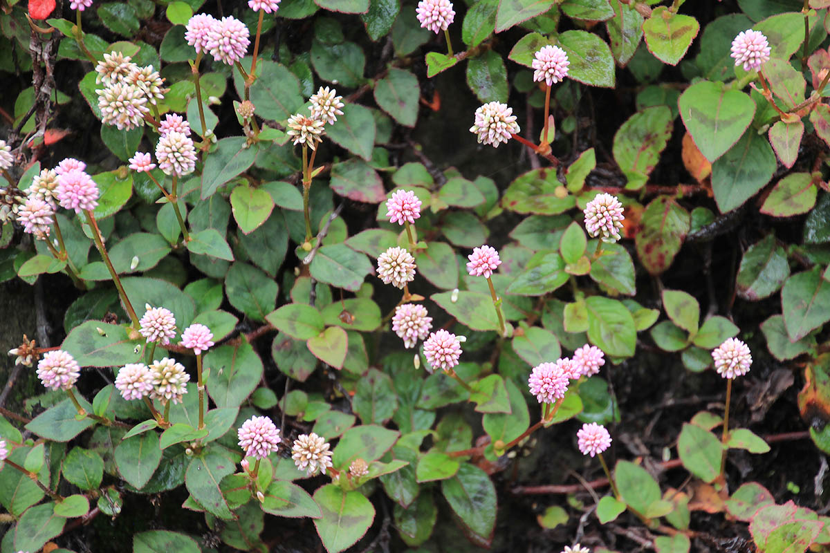 Image of Persicaria capitata specimen.