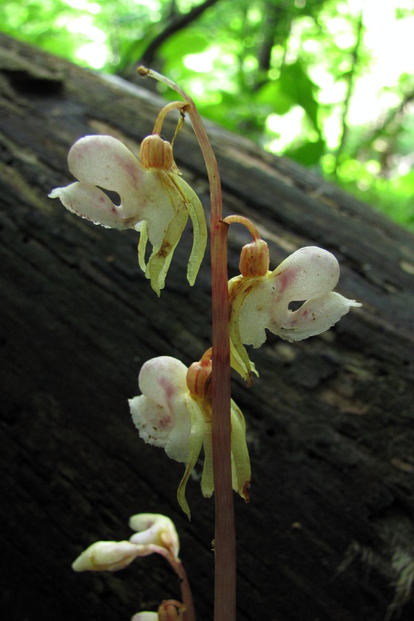 Image of Epipogium aphyllum specimen.