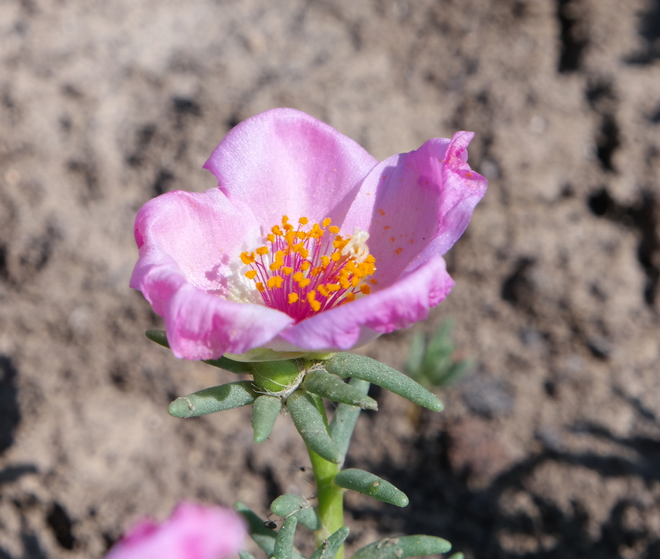 Image of Portulaca grandiflora specimen.