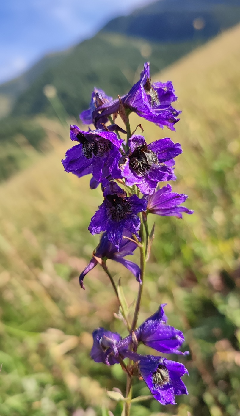 Image of Delphinium elatum specimen.