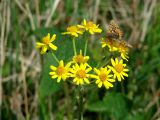Tephroseris integrifolia. Соцветие с кормящейся бабочкой. Иркутская обл., Усть-Ордынский р-н, окр. пгт Усть-Орда, степь. 08.06.2022.