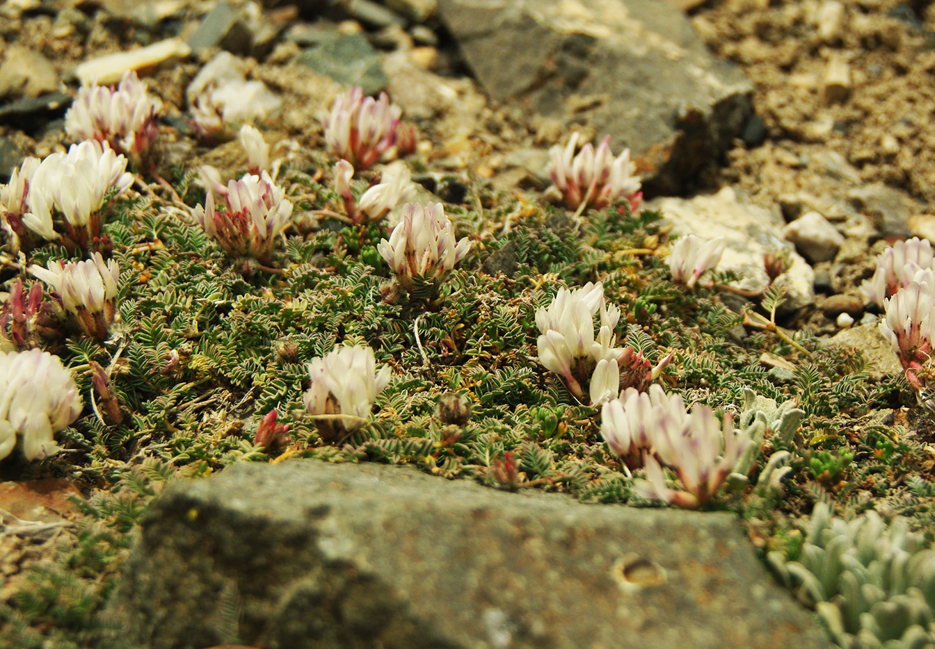 Image of genus Astragalus specimen.