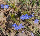 Veronica umbrosa