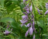 Hosta fortunei