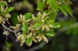 Morus alba. Верхушка ветви с соцветиями и молодыми листьями. Дагестан, Кумторкалинский р-н, бархан Сарыкум, подножие песчаного склона. 30.04.2022.