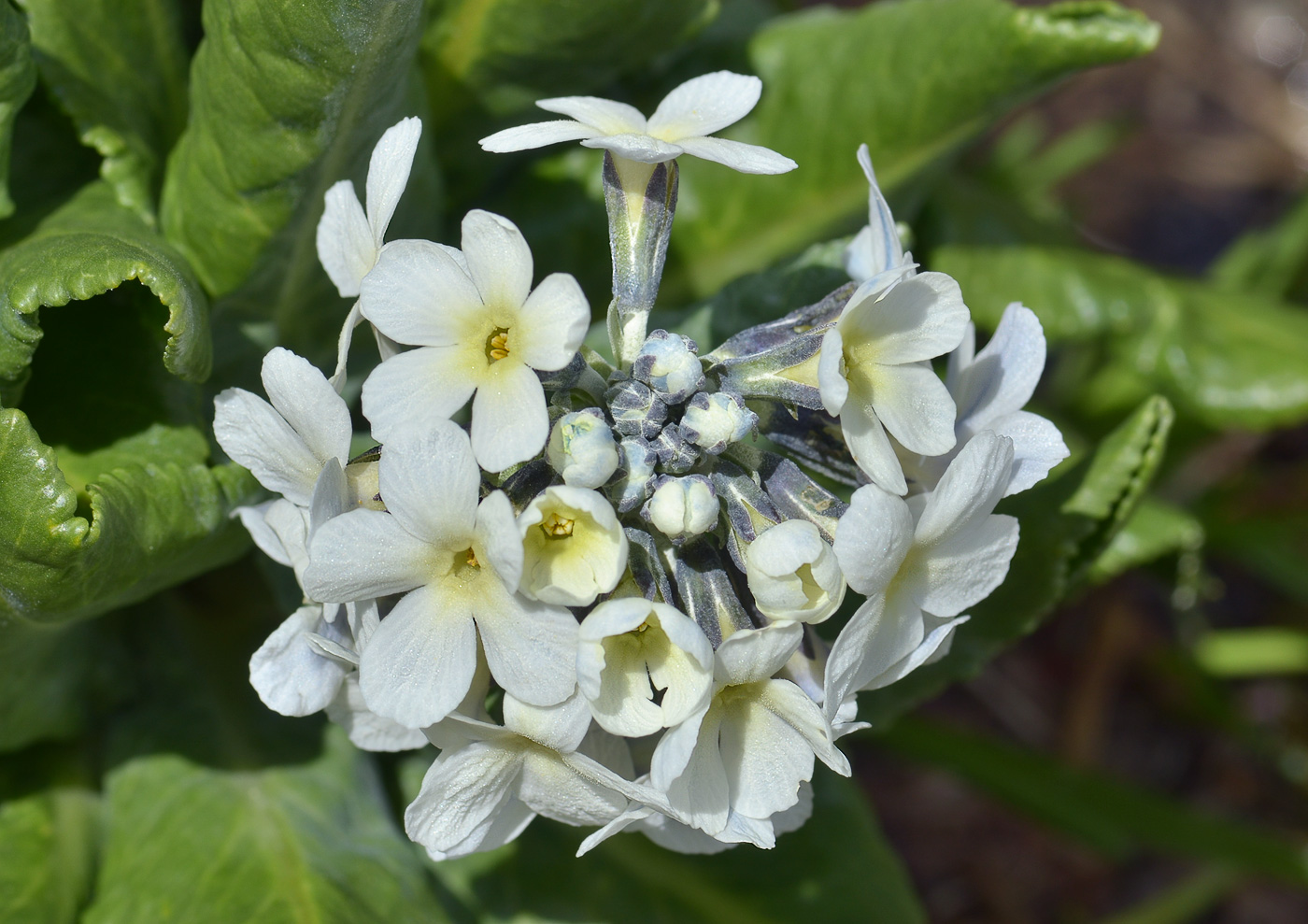 Изображение особи Primula bayernii.