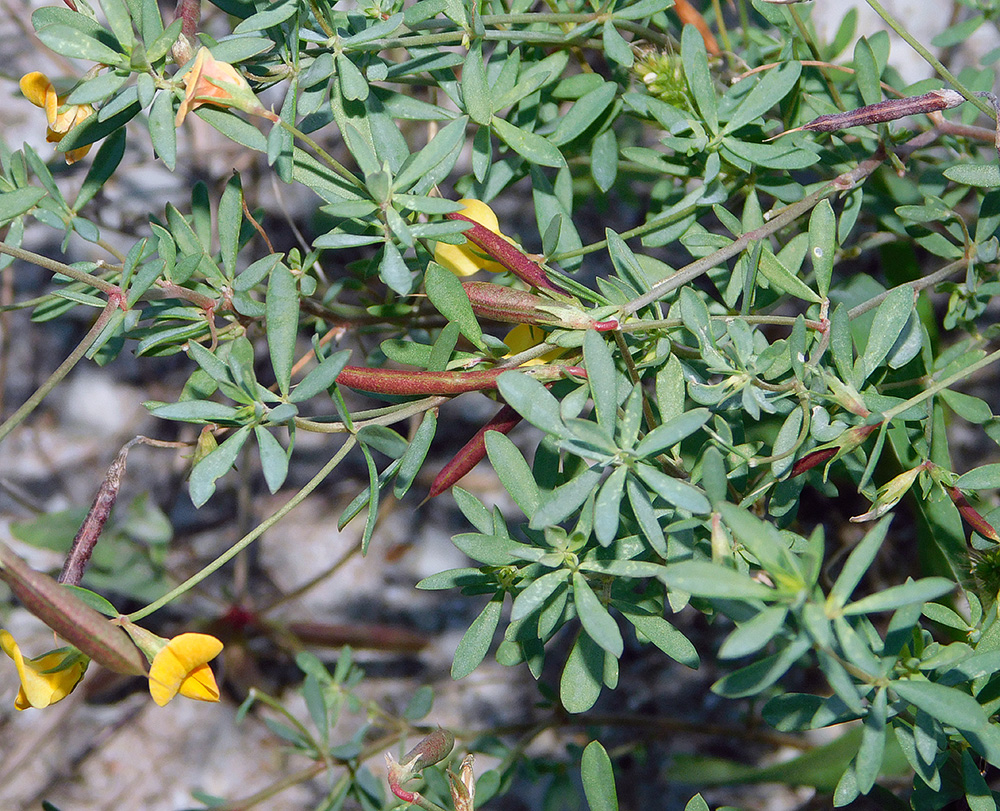 Image of Lotus tenuis specimen.