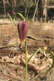 Fritillaria meleagris