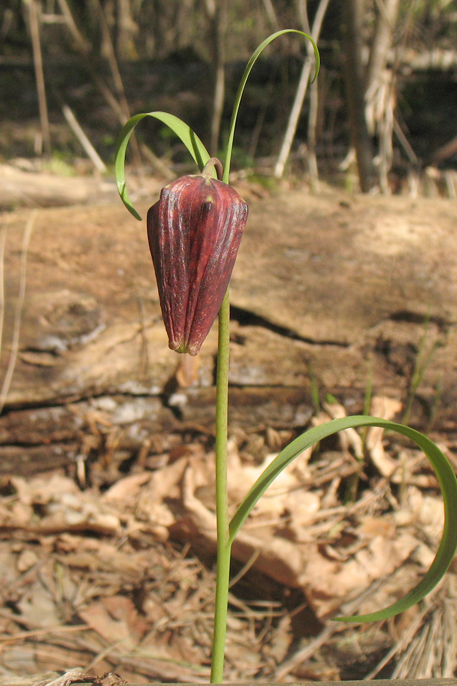 Image of Fritillaria meleagris specimen.