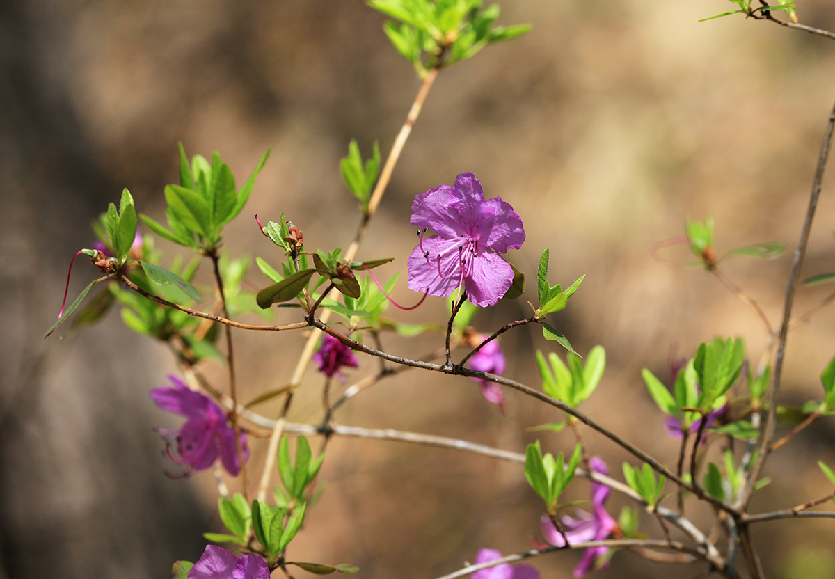 Image of Rhododendron dauricum specimen.