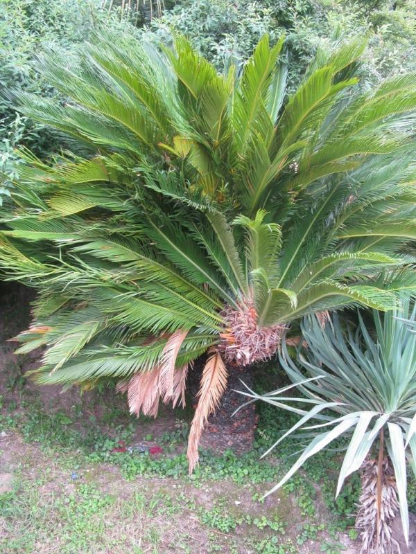 Изображение особи Cycas revoluta.