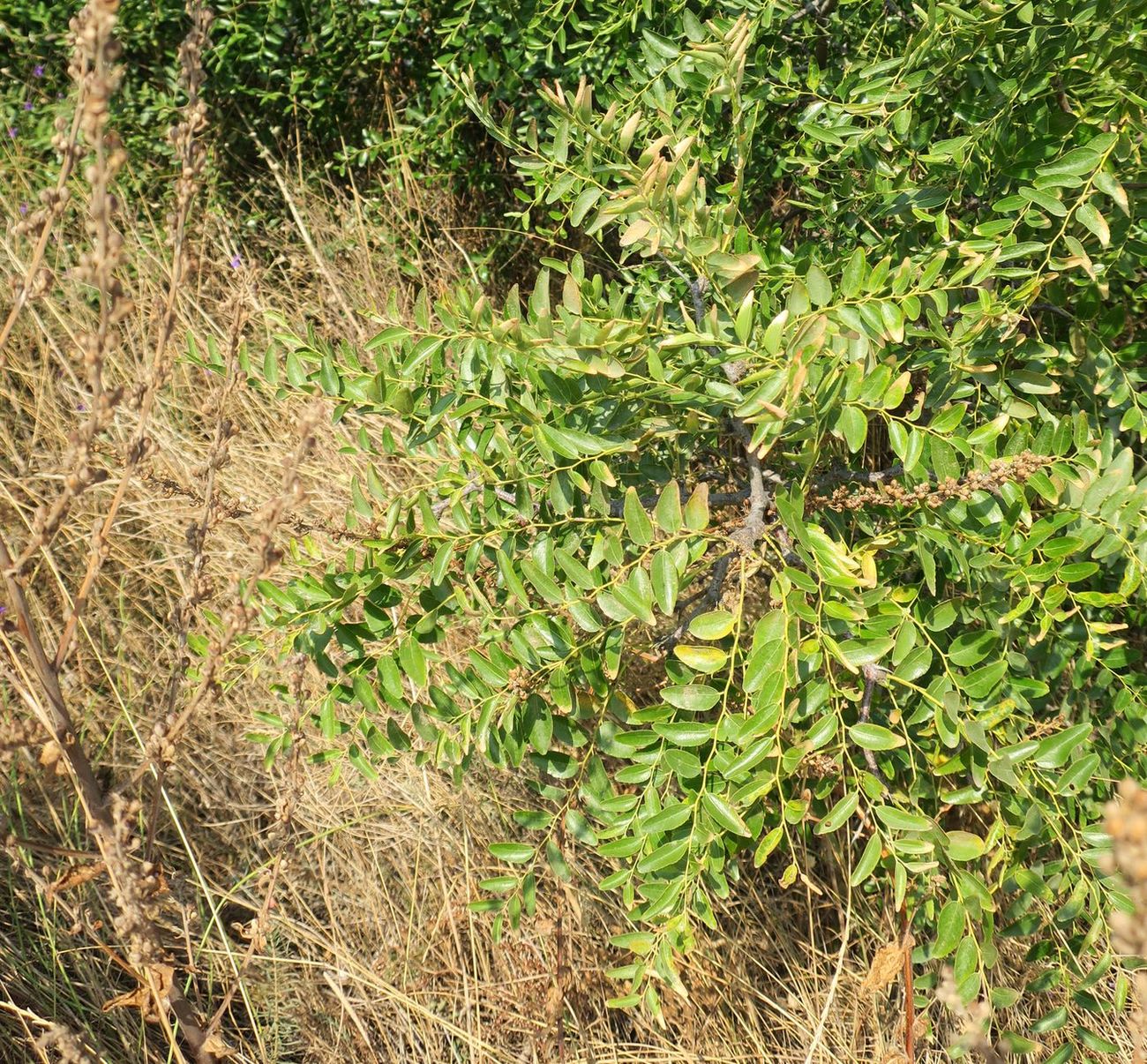 Image of Ziziphus jujuba specimen.