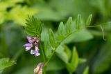 Vicia sepium. Верхушка побега с соцветием. Карачаево-Черкесия, Зеленчукский р-н, окр. пос. Архыз, ущелье ручья Баритовый, каменистый склон. 10.06.2023.