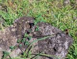 Macroptilium lathyroides. Часть веточки с соцветием. Чили, обл. Valparaiso, провинция Isla de Pascua, г. Hanga Roa, высокий берег океана, сообщество травянистых растений. 08.03.2023.