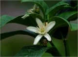 Citrus разновидность sarcodactylis