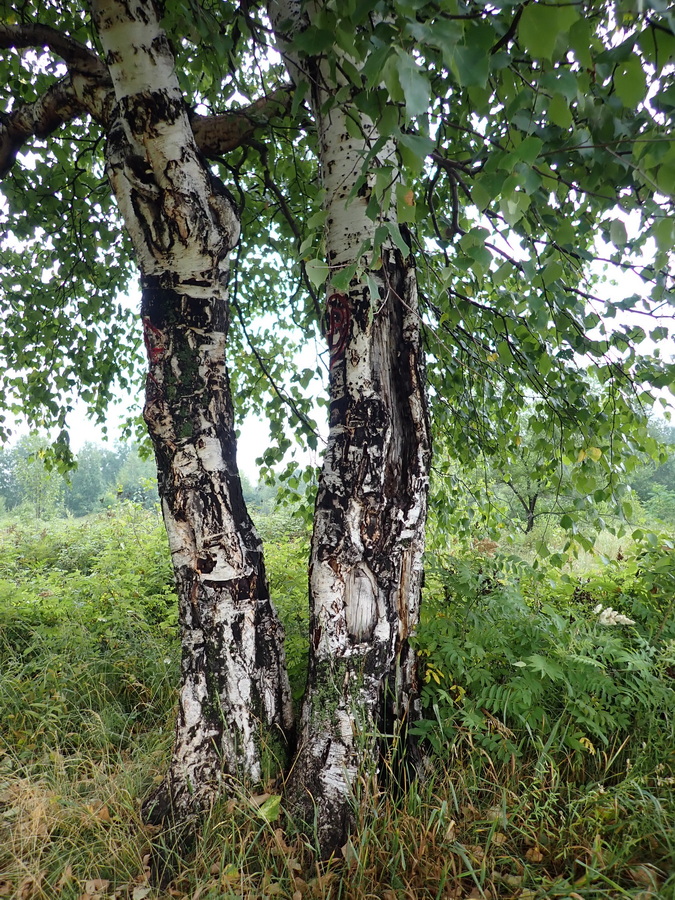 Изображение особи Betula platyphylla.