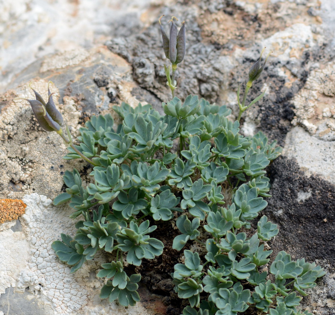 Изображение особи Paraquilegia scabrifolia.