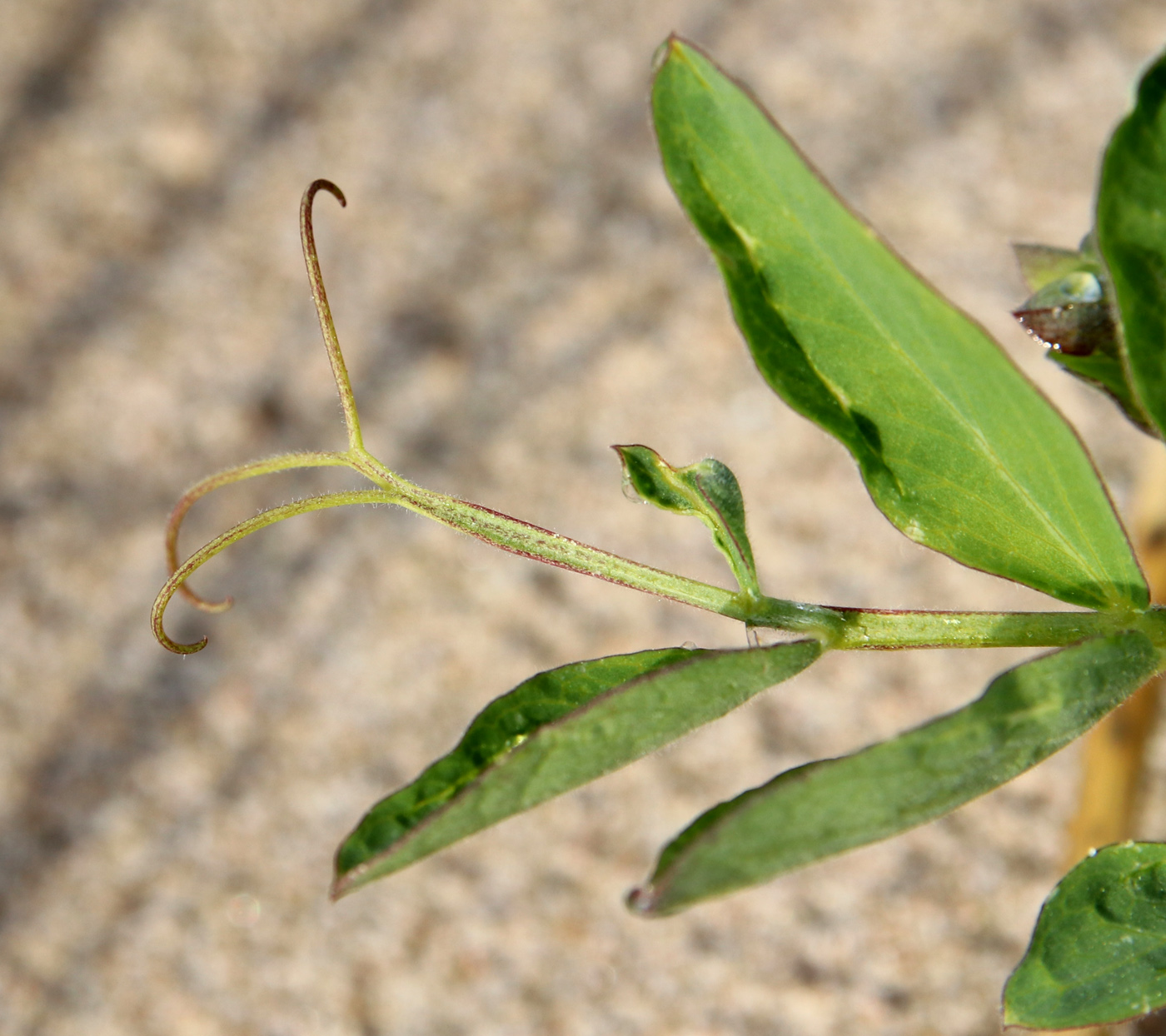 Image of Lathyrus japonicus ssp. pubescens specimen.