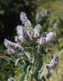 Mentha longifolia