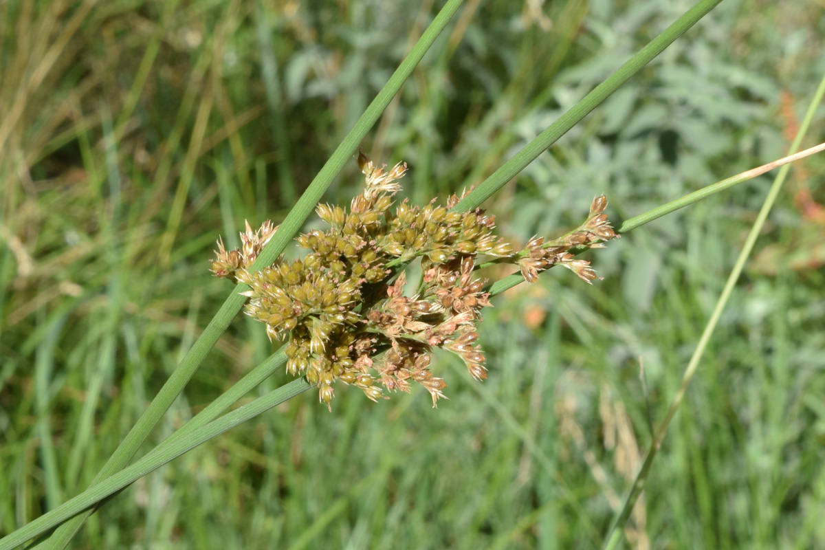 Изображение особи Juncus inflexus.