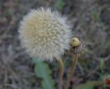 Taraxacum serotinum